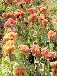 �S�Ѯ�����s�R���a����ʤj�B�C���t�B��Ϊ�h�~�褣�}