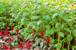 ��u����b�S���O�Ӫ����ΤU�A�Ъ����a������Y�����a�����\�h�A���׸��G