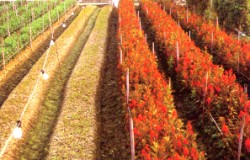 ����Ъ����a��@�w�n�O�Ӥ~�|���������סA����شӥ[�W���ʦ����O�ӳ]�ƨϧ󦳮Ĳv