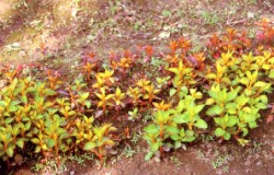 �����A���ު��覡���y���K�פ����ήڨt���ˡA�Ϥ������������Ӯ�Y�O�ڨt���l