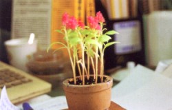 ���a��e���ѤơA����ؤ]�i�H�b�p��֤��Ѥƶ}��