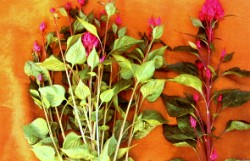 �Y�شӥͪ��I�w�ܬ���ު��]���y�����K�޵o�A�Ϥ������Ѥƭ]�A�k�����`�]