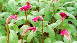 �Y�ʥF�[�t�η|�y�������j�פ����A����s�骺����