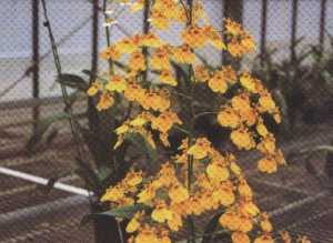 Onc.AlohaIwanaga</span></font>