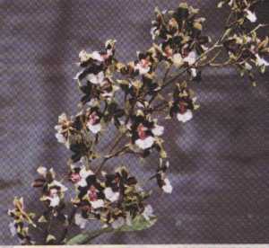 Mtdm.Cleo��sPride��Hama��</span></font>