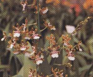 Colm.jungleMonarch ��Everglades��</span></font>