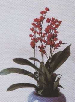 Hwar.Chian-TzyLovely ��Golden Bug��</span></font>