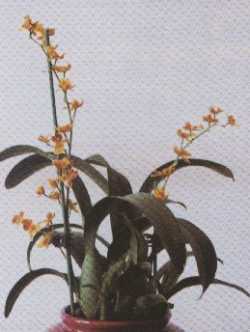 Hwar.Chian-TzyLovely ��Golden Bug��</span></font>