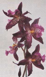 Bllra. Marfitch ��Howard��s Dream��