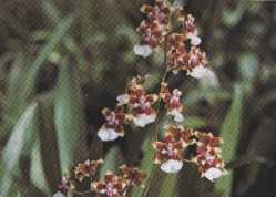 Onc.Sharry Baby ��Leca ��