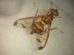 �ʹ��Ǥ�����