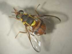 �F��G���Ǥ�����