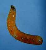 �n�ʹ��ǥ���