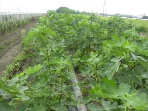 �L��G�S�Ѯ������