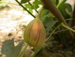 �L��G���G��