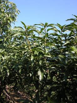 ���ūᵲ�G�K�զV�����i