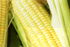 �}�n�~�誺�ɦ̪G�J�j�G�ɹ���