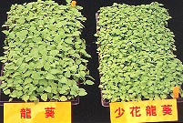 �s���Τ֪��s��